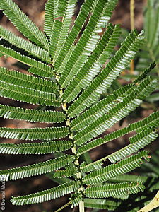 Acacia mearnsii plant leaf upper Denzel Murfet Nangwarry